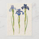 Recherche de iris bleu cartes postales Aquarelle