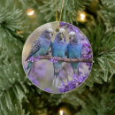 Search for budgie ornaments Bird