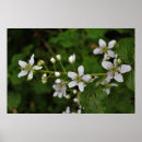 Recherche de deco blackberry posters Fleur