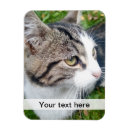 Search for pet rectangular magnets Your photo here