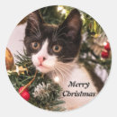 Search for black and white cat stickers Pet