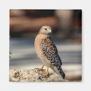 Search for shoulder magnets Animal