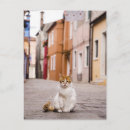 Recherche de chat de rue cartes postales Ville