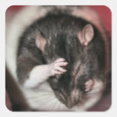 Search for funny rat stickers Pet