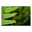 Search for fern posters Texture