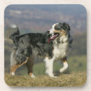 Search for bob coasters Panting