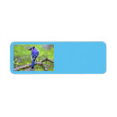 Search for blue jay return address labels Birds