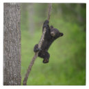 Search for bear tiles Jaynes gallery