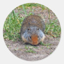 Search for prairie dogs stickers Wildlife
