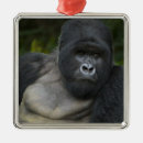 Recherche de beringei Singe