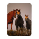 Search for arabe magnets Sunset