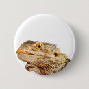 Search for bearded dragon buttons Cute