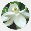 Search for magnolia tree stickers Nature