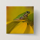 Search for tree frog buttons Amphibian