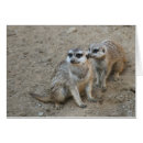 Recherche de suricate cartes postales Mignon