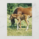 Recherche de deux animaux cartes postales Cheval