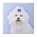 Search for maltese tiles Puppy