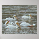 Recherche de pélican blanc art Pélicans blancs