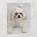 Recherche de frises de bichon cartes postales Animaux domestiques