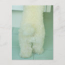 Recherche de miniature cartes postales Caniche