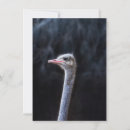 Search for ostrich cards Animal