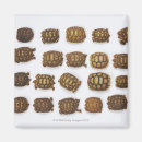 Recherche de coquille tortue magnets Animaux