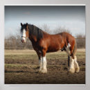Recherche de cheval trait posters Clydesdale