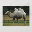 Search for bactrian postcards Nature