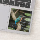 Recherche de martin pêcheur autocollants Nature