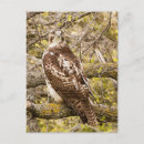 Search for prey postcards Animal