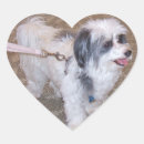 Recherche de petit chien autocollants Animaux familiers