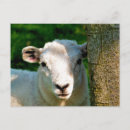 Recherche de agneau blanc cartes postales Mignon