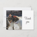 Search for pet sitter cards Cat