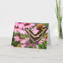 Search for giant cards Butterfly