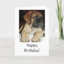 Search for mastiff birthday cards Puppy