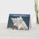 Search for conch shell cards Beach
