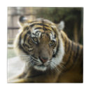 Search for tiger tiles Wild animals