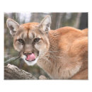 Search for picture of lion posters Cougar