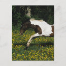 Search for paint runs postcards Equestrian