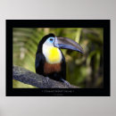 Recherche de amazone posters Jungle