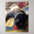 Recherche de mastiff anglais posters Chiot