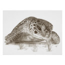 Recherche de tortue de mer posters Conservation