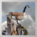 Search for canada goose posters Animals