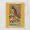 Search for birds of america postcards Wings