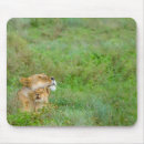 Search for lioness mousepads Animal