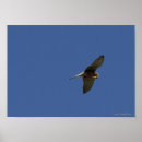 Search for kestrel art Nature