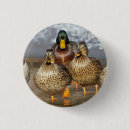 Search for mallards buttons Pond