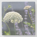 Search for queen coasters Nature