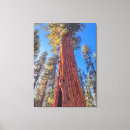 Recherche de arbre géant art Nature