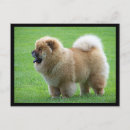 Search for chows cards Puppies